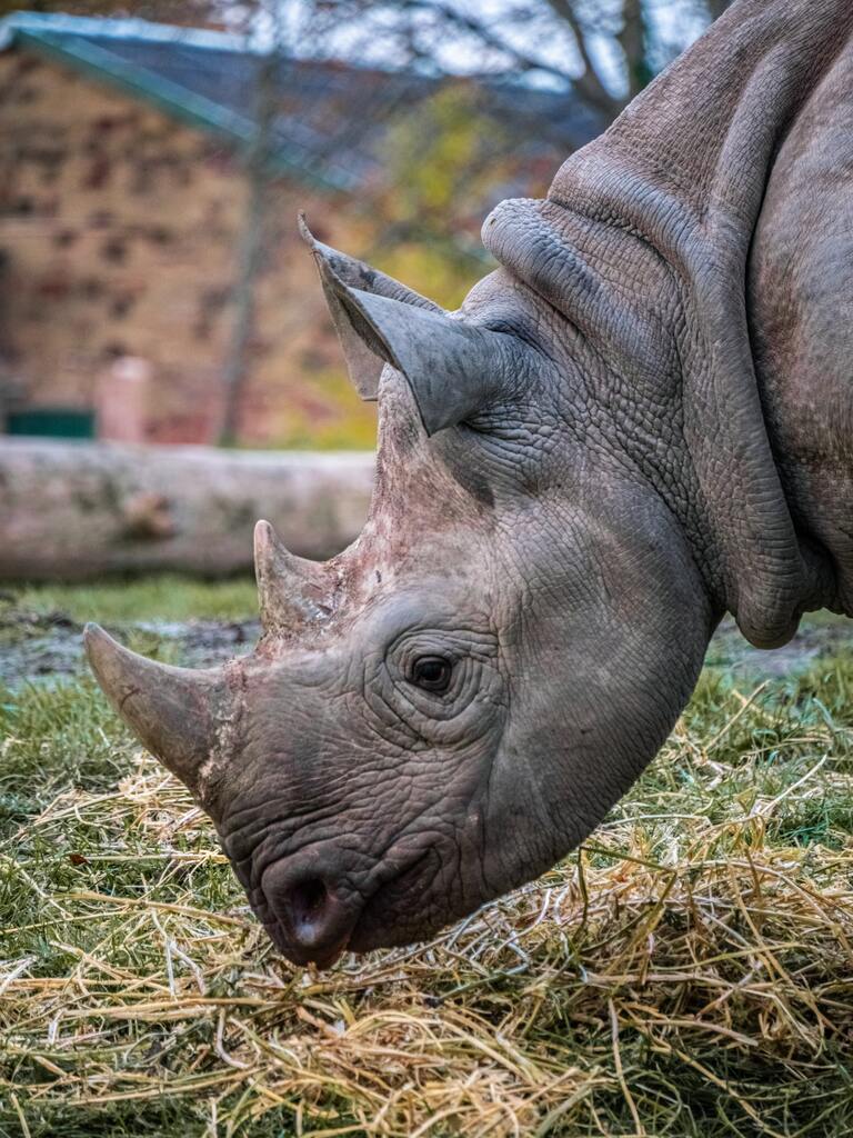 rhino-origin.jpg