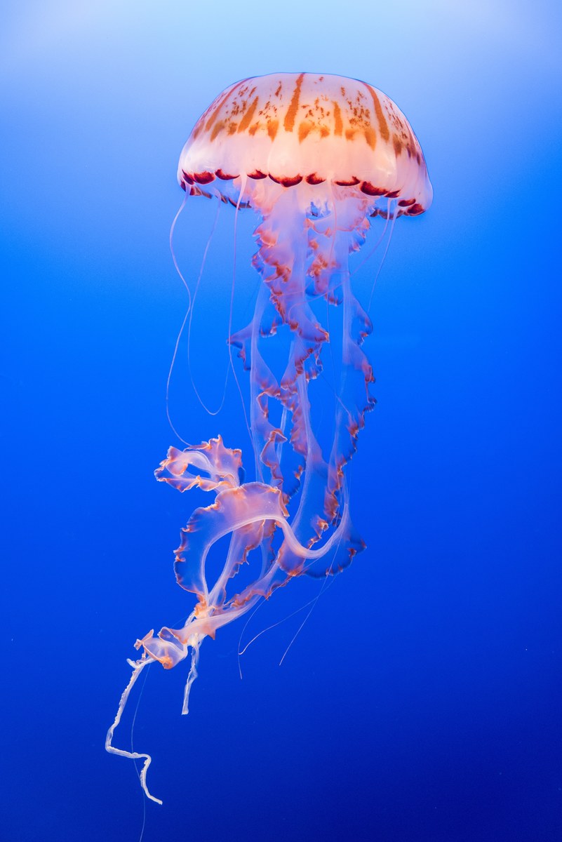 jellyfish.jpg