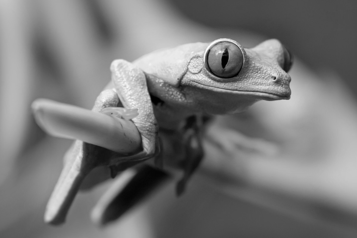 frog-gray.jpg